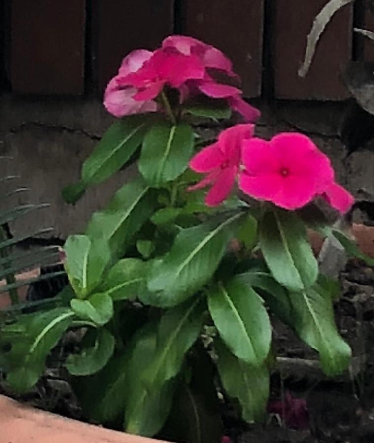 Ruins Vesuvius Bed & Breakfast Ercolano Bagian luar foto